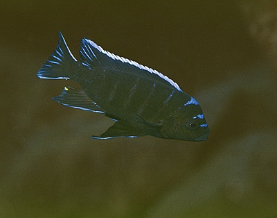 Cynotilapia afra 'Masimbwe Island'